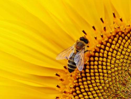 traitement-jardin-bio-pollinisation